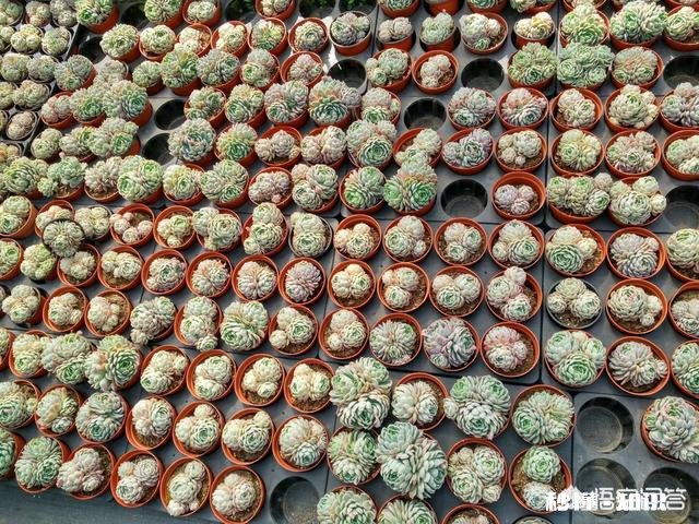 多肉植物作为观赏植物很受人们喜欢，在农村发展多肉种植前景如何哪些品种有市场
