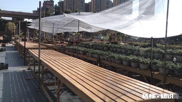 多肉植物作为观赏植物很受人们喜欢，在农村发展多肉种植前景如何哪些品种有市场