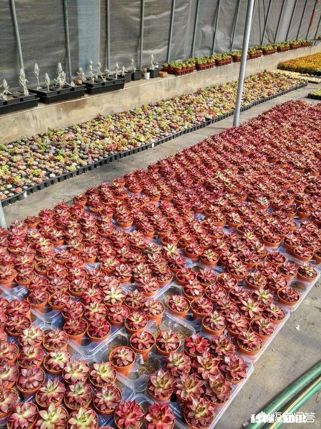 多肉植物作为观赏植物很受人们喜欢，在农村发展多肉种植前景如何哪些品种有市场