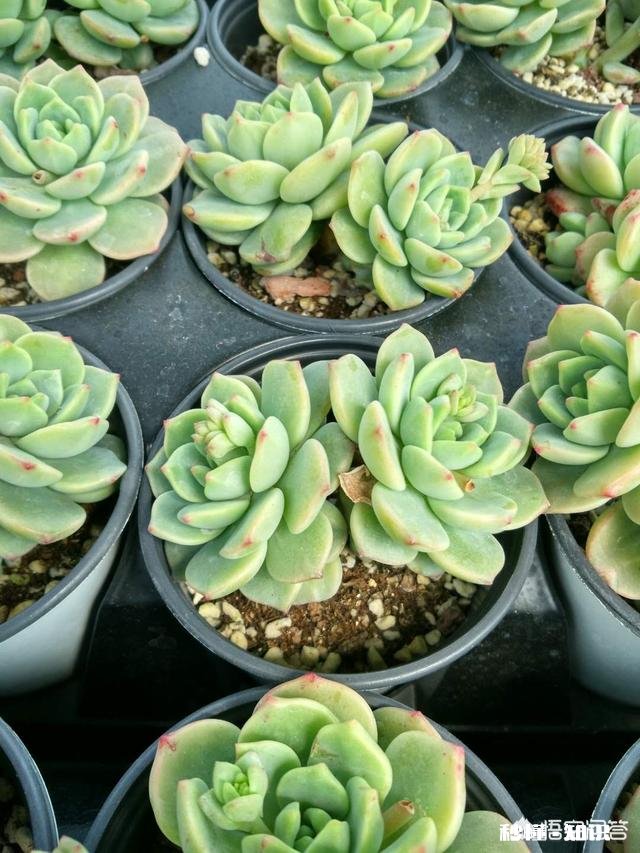 多肉植物作为观赏植物很受人们喜欢，在农村发展多肉种植前景如何哪些品种有市场