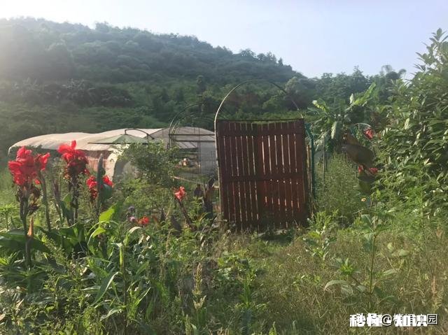 多肉植物作为观赏植物很受人们喜欢，在农村发展多肉种植前景如何哪些品种有市场