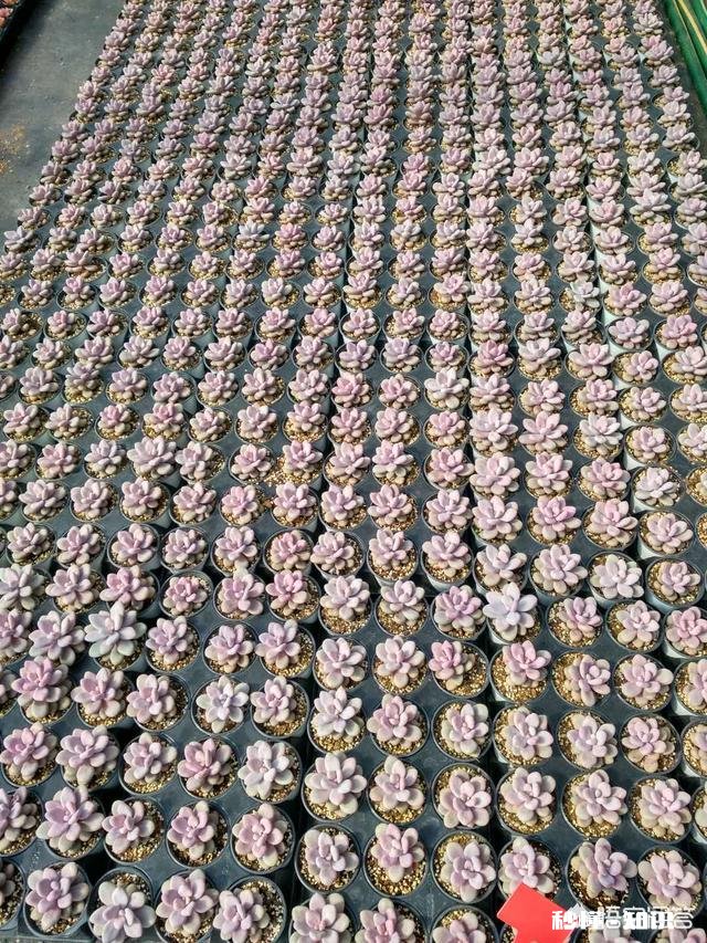 多肉植物作为观赏植物很受人们喜欢，在农村发展多肉种植前景如何哪些品种有市场