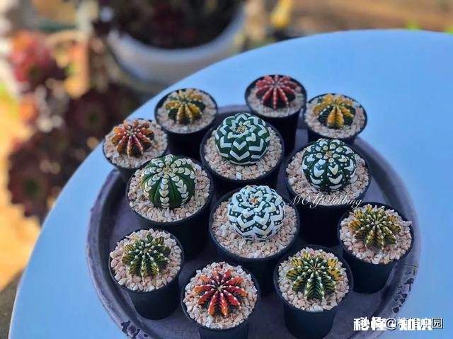 多肉植物作为观赏植物很受人们喜欢，在农村发展多肉种植前景如何哪些品种有市场