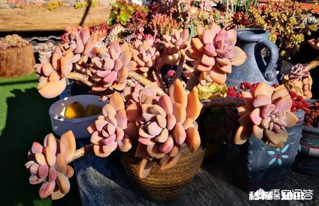 多肉植物作为观赏植物很受人们喜欢，在农村发展多肉种植前景如何哪些品种有市场