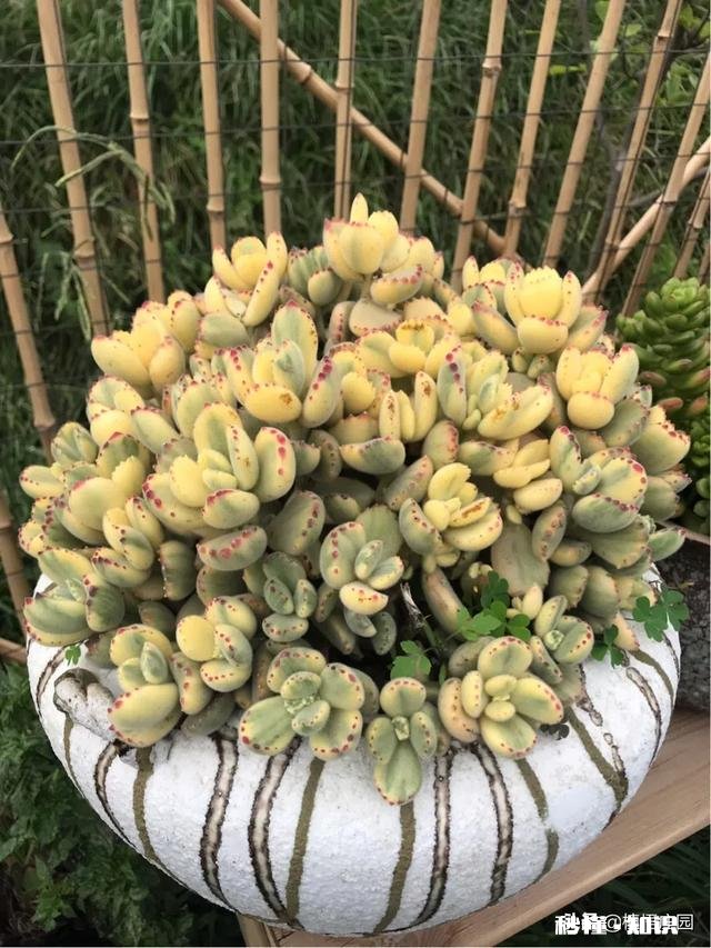 多肉植物作为观赏植物很受人们喜欢，在农村发展多肉种植前景如何哪些品种有市场