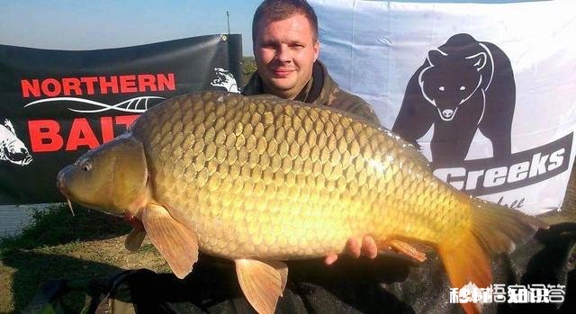水库冬季主攻钓草鱼、鲮鱼。腥甜酸臭香怎么开饵作钓时需要注意哪些事项