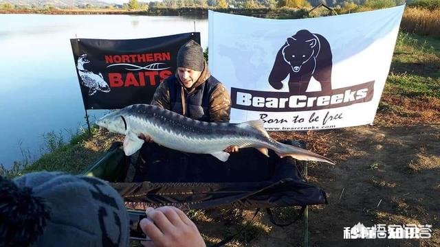 水库冬季主攻钓草鱼、鲮鱼。腥甜酸臭香怎么开饵作钓时需要注意哪些事项