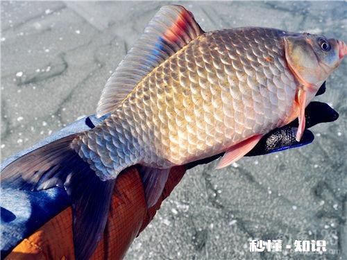 冬天怎么夜钓鲫鱼