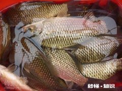 冬天怎么夜钓鲫鱼