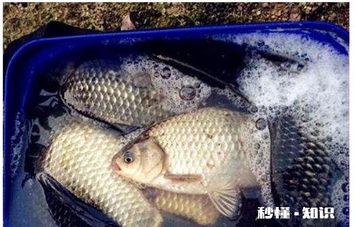 冬天怎么夜钓鲫鱼