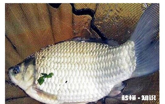 冬天怎么夜钓鲫鱼