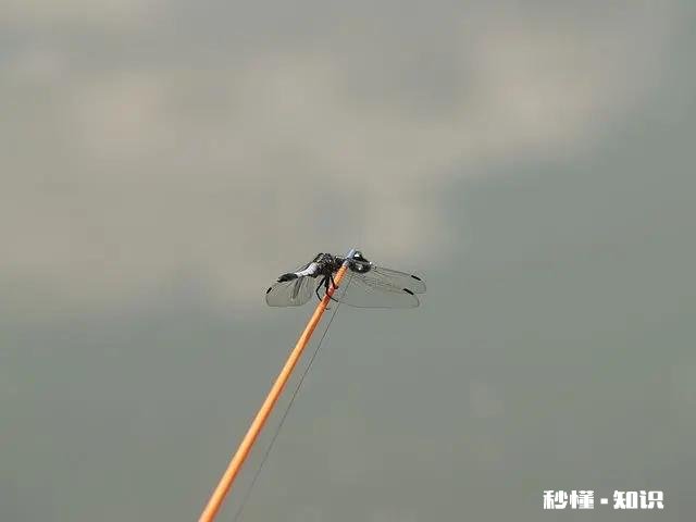 钓鱼爱好者为什么喜欢钓鱼，到底哪里好玩