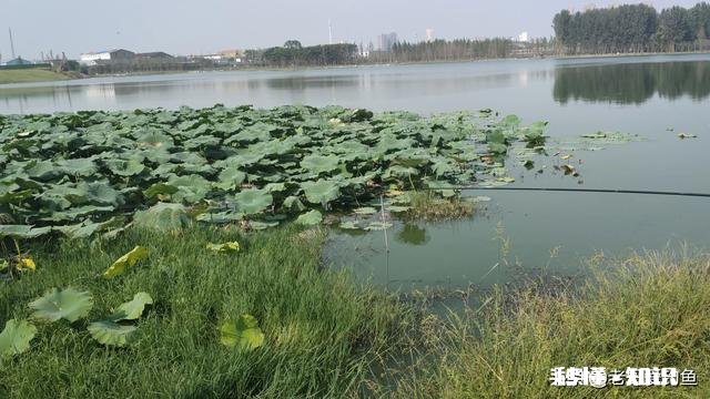 钓鱼爱好者为什么喜欢钓鱼，到底哪里好玩