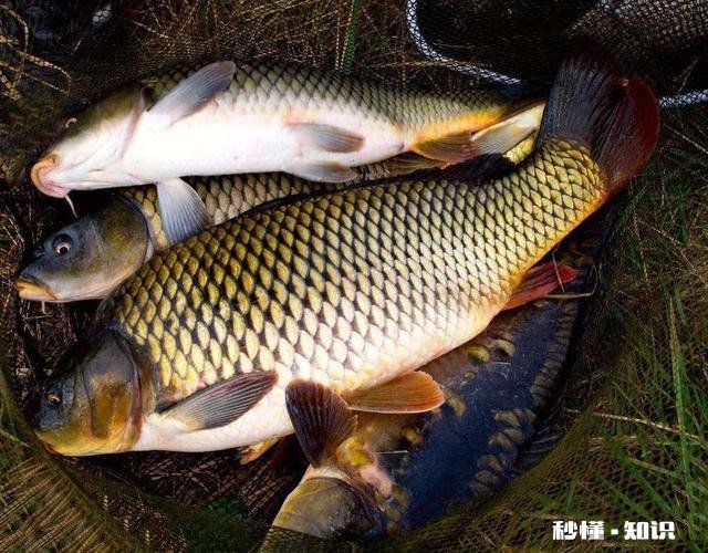 钓鱼爱好者为什么喜欢钓鱼，到底哪里好玩