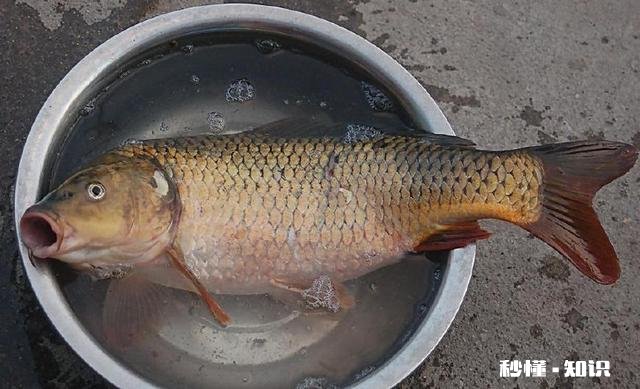 钓鱼爱好者为什么喜欢钓鱼，到底哪里好玩