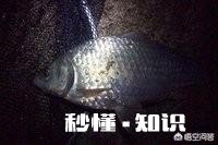 为什么夜钓不见漂动而顿一目打不到鱼