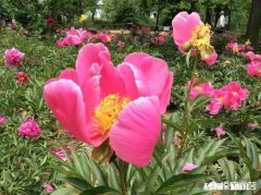 芍药行距是多少