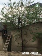 桑葚泡酒怎样泡