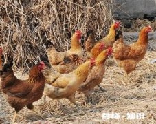 养的鸡老是拉稀怎么办