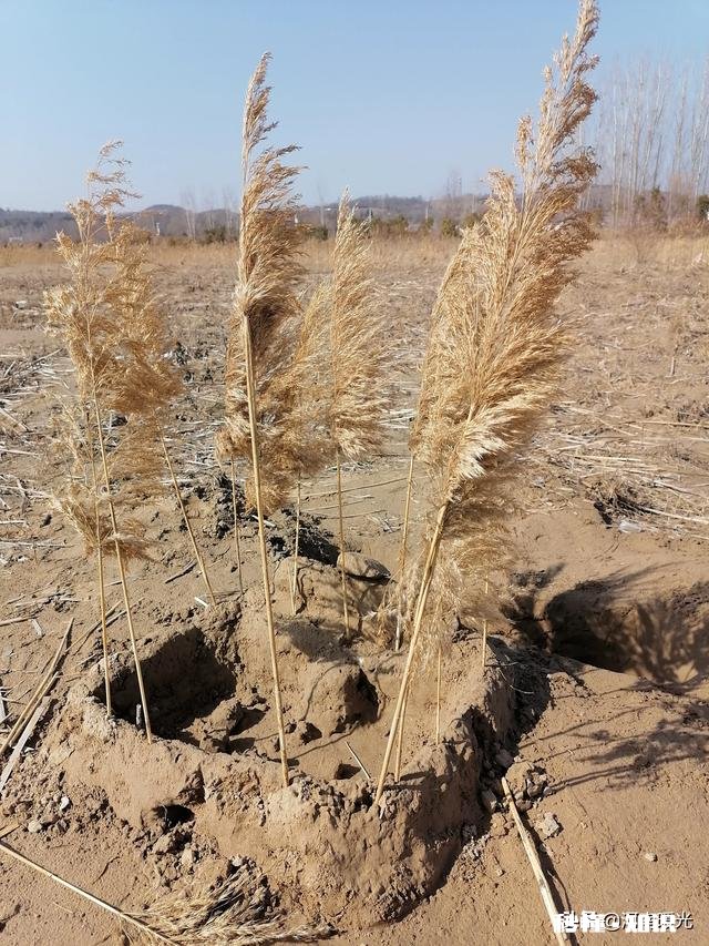 16岁心理问题待在家里辍学，怎么办