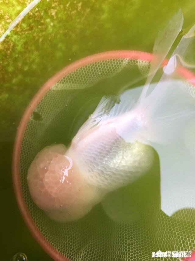 白色的金鱼感觉很容易死，是这样吗