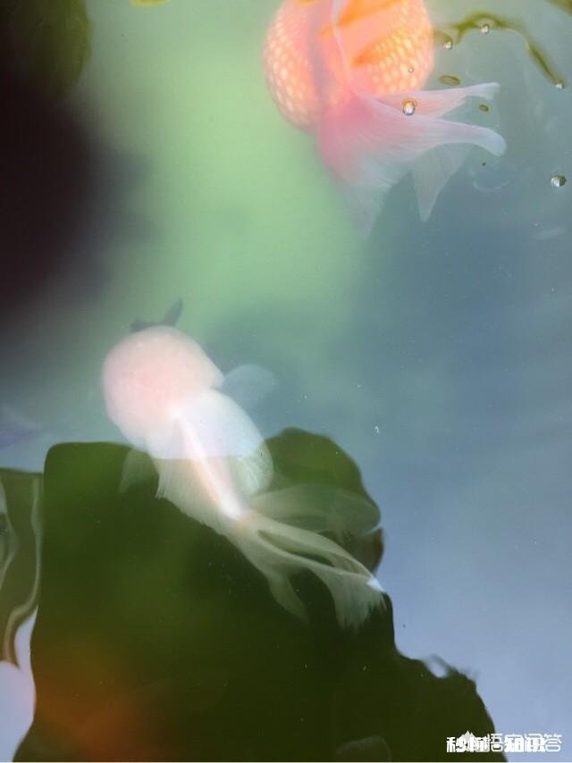 白色的金鱼感觉很容易死，是这样吗