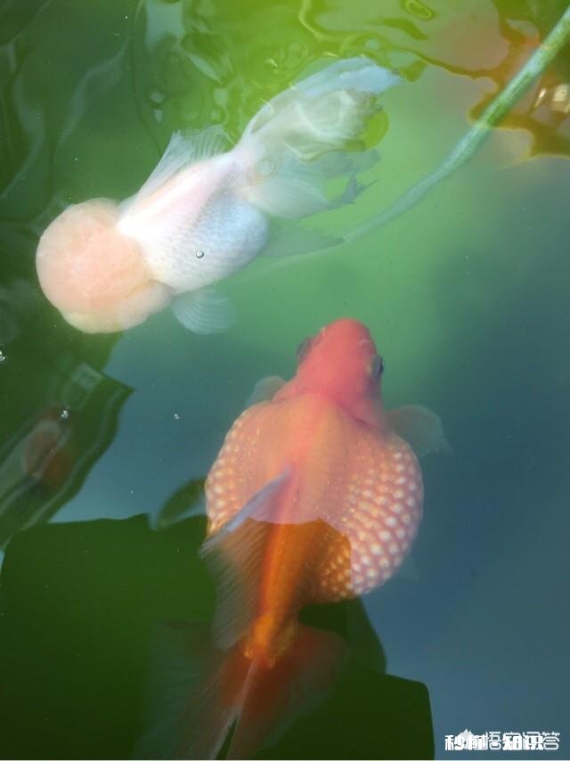 白色的金鱼感觉很容易死，是这样吗