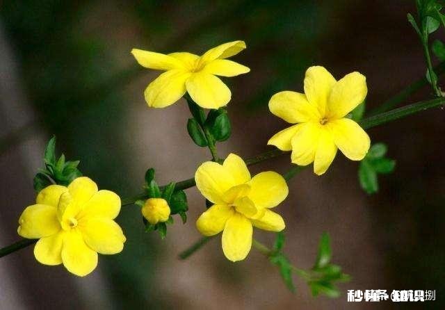 迎春花叶子枯萎是怎么回事