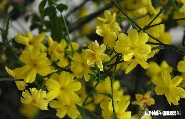 迎春花叶子枯萎是怎么回事