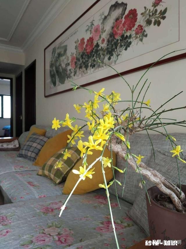 迎春花叶子枯萎是怎么回事