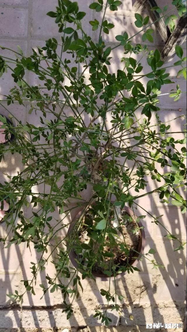 迎春花叶子枯萎是怎么回事