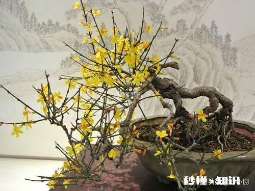 迎春花叶子枯萎是怎么回事