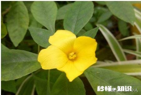 迎春花叶子枯萎是怎么回事