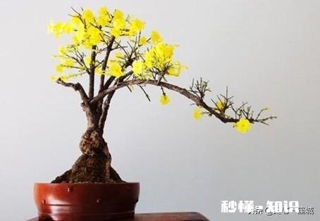 迎春花叶子枯萎是怎么回事