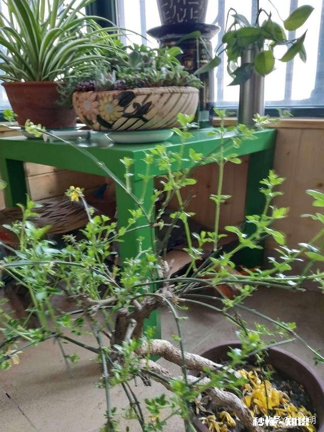 迎春花叶子枯萎是怎么回事