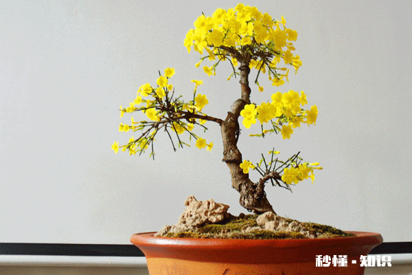 迎春花叶子枯萎是怎么回事