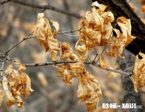 迎春花叶子枯萎是怎么回事