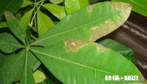 迎春花叶子枯萎是怎么回事