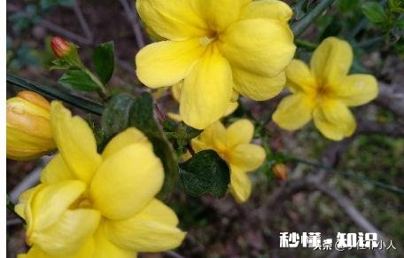 迎春花叶子枯萎是怎么回事