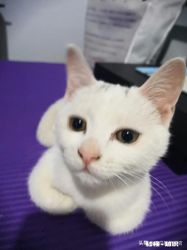 猫眼睛上边没毛了，啥原因