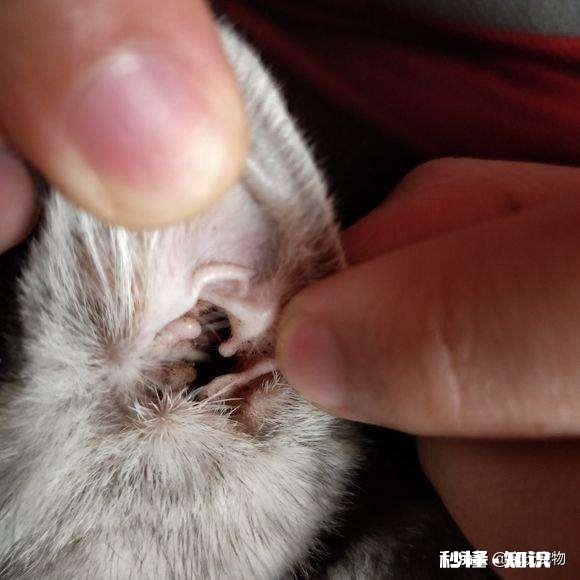 猫眼睛上边没毛了，啥原因