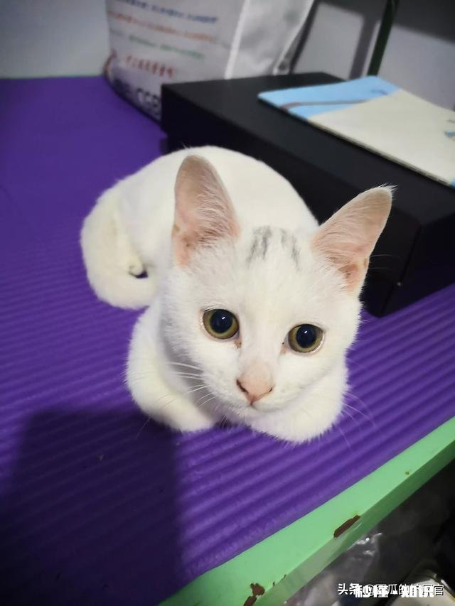 猫眼睛上边没毛了，啥原因