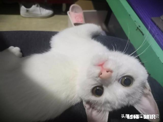 猫眼睛上边没毛了，啥原因