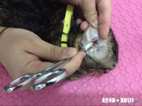 猫眼睛上边没毛了，啥原因