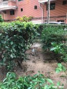 小孩在青春期吃三七粉真的能长高吗