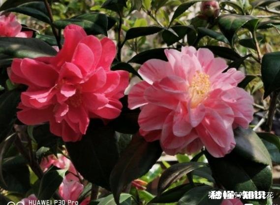 茶花开的时候花边有锈迹是怎么回事