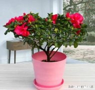 茶花开的时候花边有锈迹是怎么回事