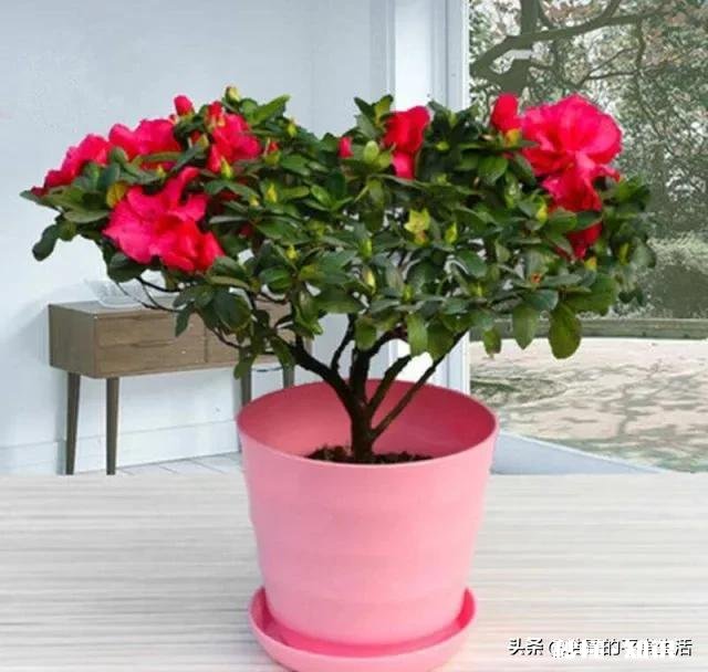 茶花开的时候花边有锈迹是怎么回事