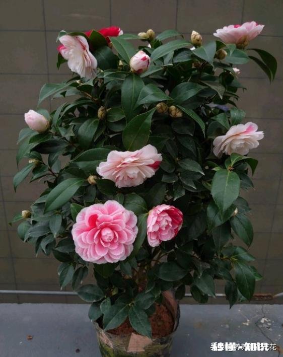 茶花开的时候花边有锈迹是怎么回事