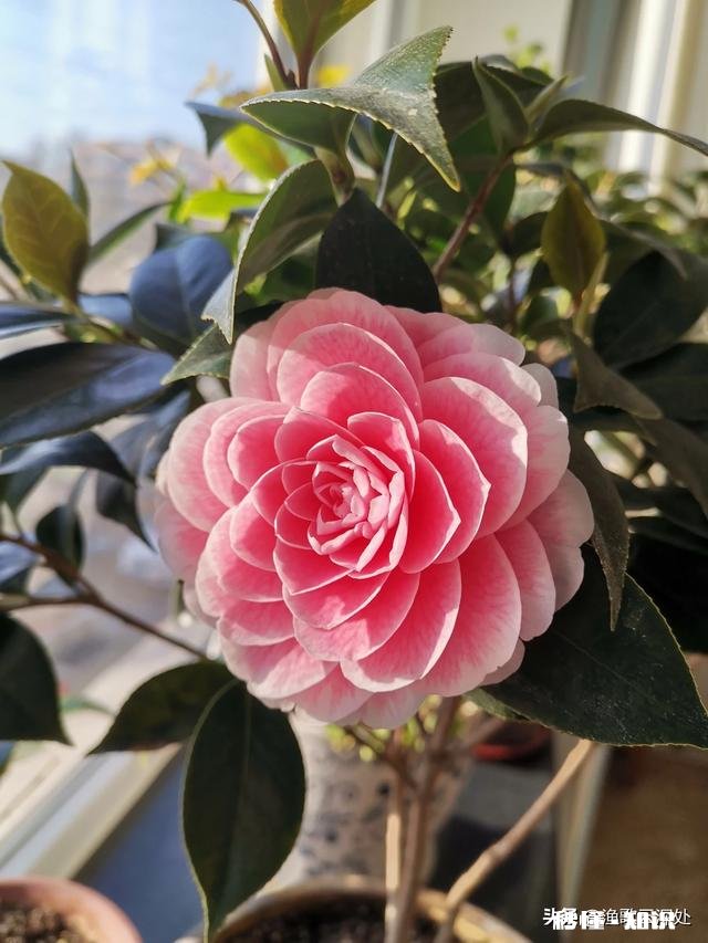 茶花开的时候花边有锈迹是怎么回事